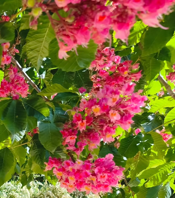 Cascade de fleurs roses entremêlées de feuillage vert sous le soleil