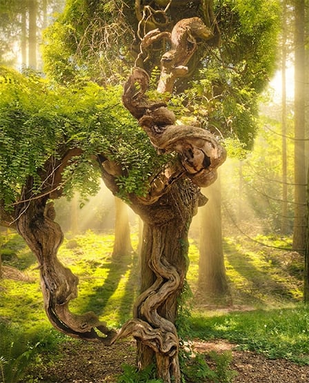 Tronc d’arbre mousseux dans une forêt traversée par des rais de lumière dorée
